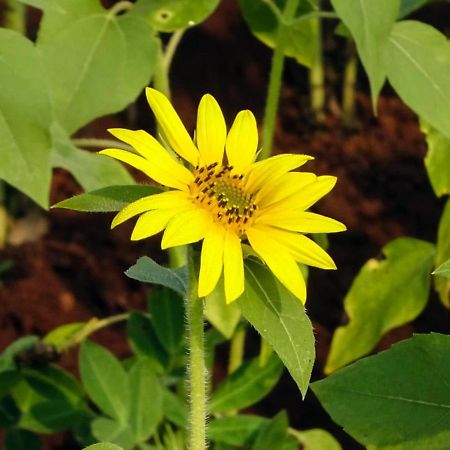 مبيت وإفطار Bhom Aarya Farm المظهر الخارجي الصورة