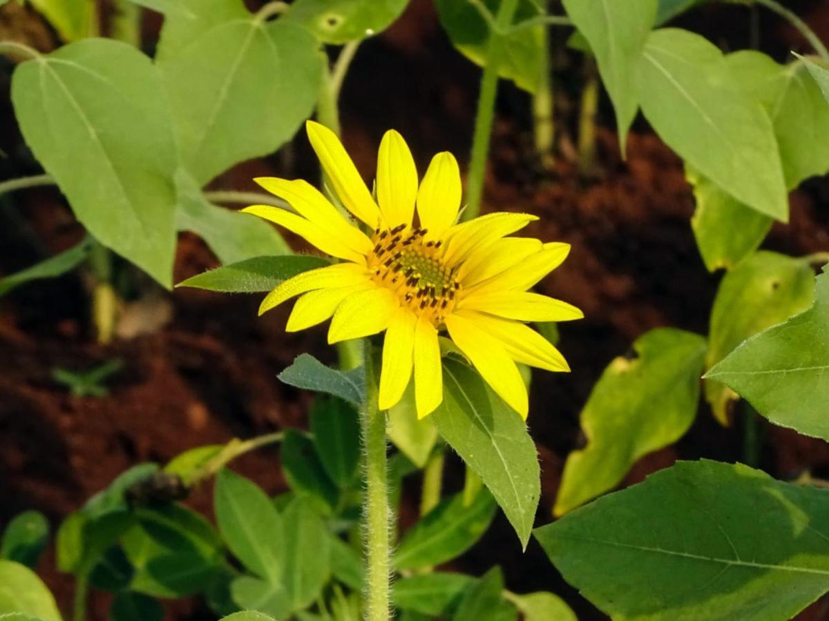 مبيت وإفطار Bhom Aarya Farm المظهر الخارجي الصورة