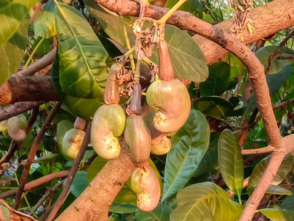 مبيت وإفطار Bhom Aarya Farm المظهر الخارجي الصورة